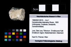 Foto (Objekt + Etikett) von Goniodromites bidentatus (Reuss, 1859)  (NHMW-GEO-1990-0041-2616)